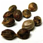Семена марихуаны АК-47  (Seeds AK-47) в Шали